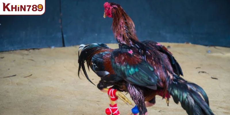 Khám phá tiếng lóng chỉ kê chiến