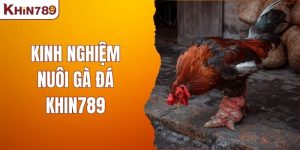 Kinh Nghiệm Nuôi Gà Đá – Bí Quyết Thành Công Từ Chuyên Gia