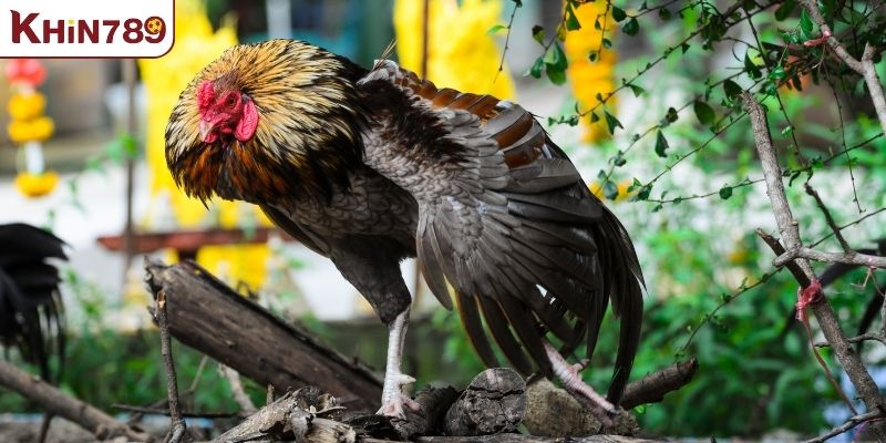 Kinh nghiệm nuôi gà đá khi chọn cơ ngực