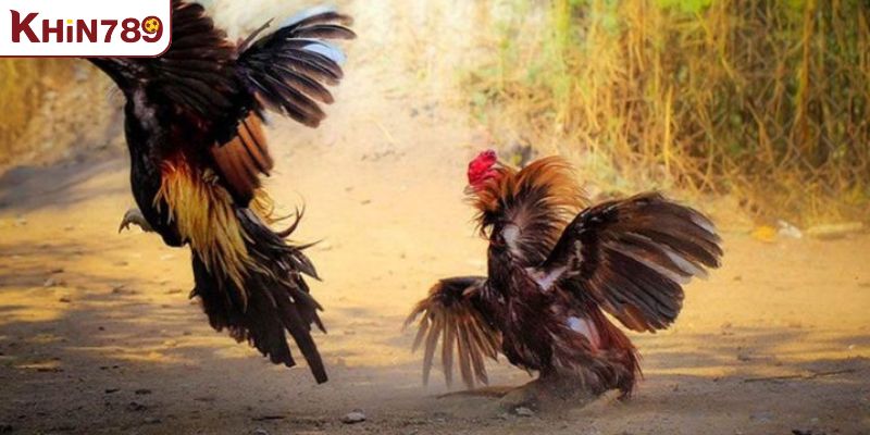 Luật đá gà miền Bắc phân định thắng thua